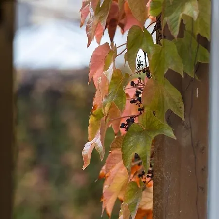 Apartment Good Vibes&honey Old Town