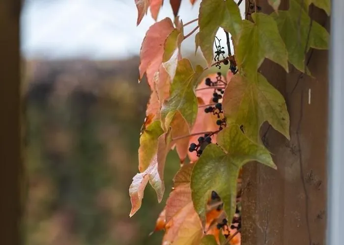 Apartment Good Vibes&honey Old Town